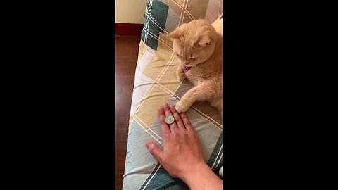 This cat just performed a magic trick—and the dogs are losing their minds! 😂