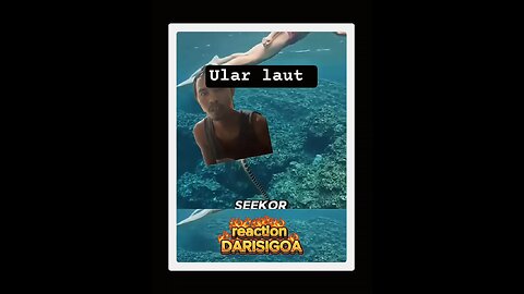 album vlog DARISIGOA