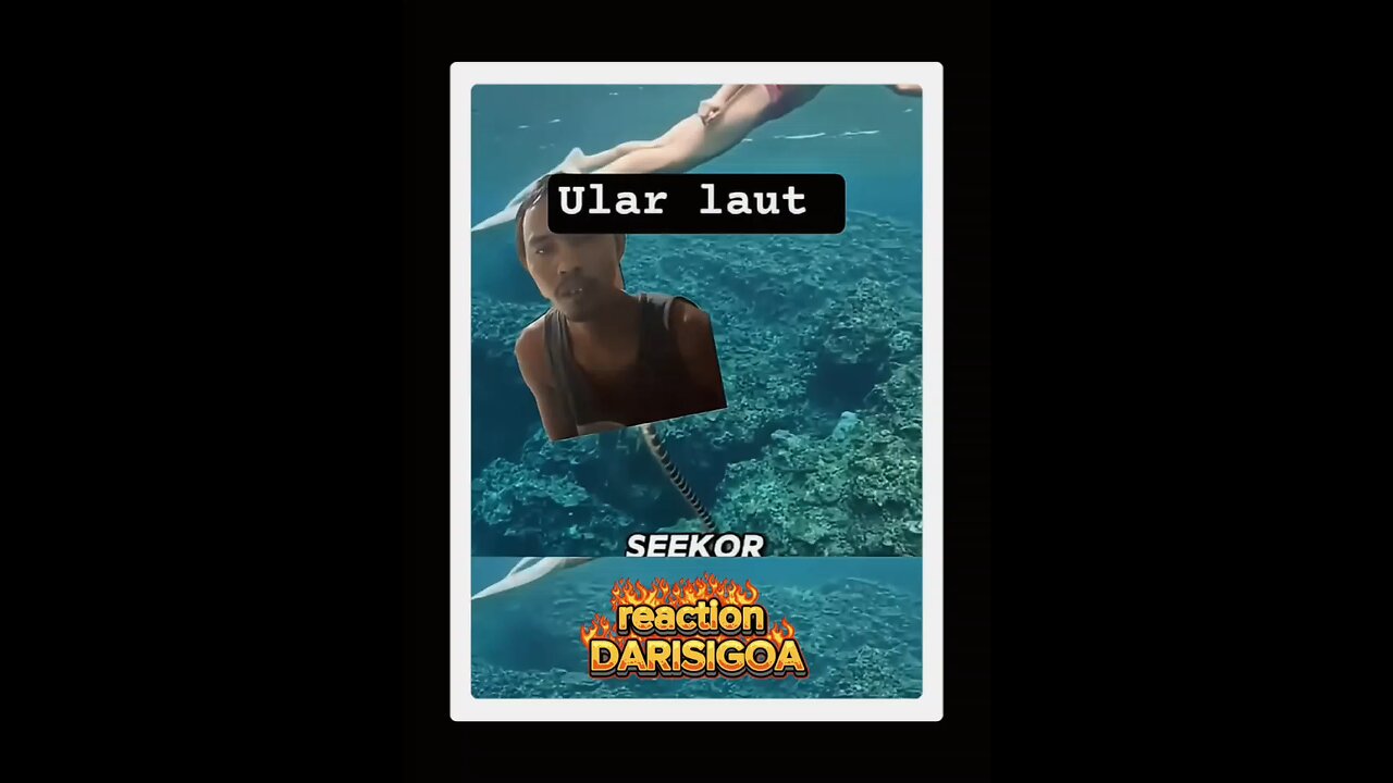 album vlog DARISIGOA