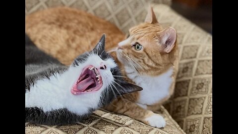 Episode 3033 CWSA 12/01/25