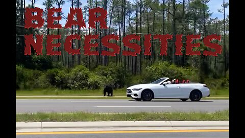 Bear Necessities