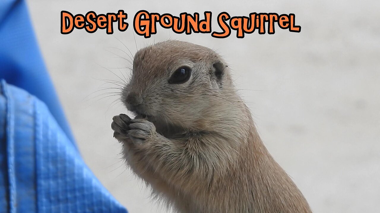 Sneaky Little Scoundrel Squirrel In The Chicken's Food 😂