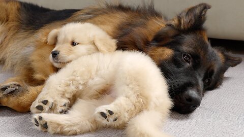 Adorable Golden Retriever Puppy Loves German Shepherd