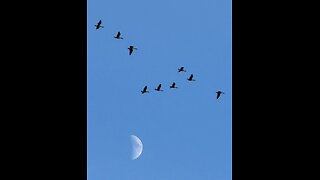 12525 Terry Reports - American History You Do Not Know!