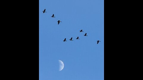 12525 Terry Reports - American History You Do Not Know!