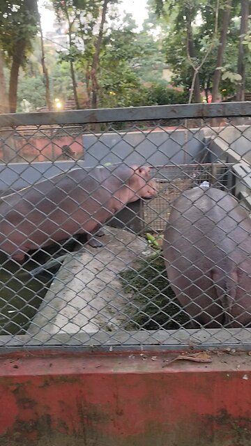 Hippo mode: chill & cute 💕