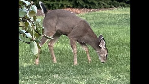 #Fawn gets on our deck