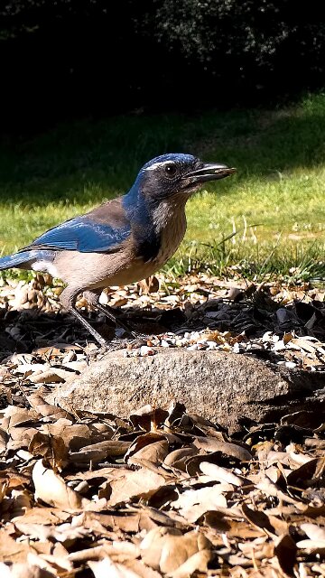 California Scrub-Jay 🐦Breakfast Seed Raid