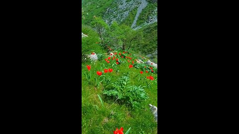 lovely nature in lorestan