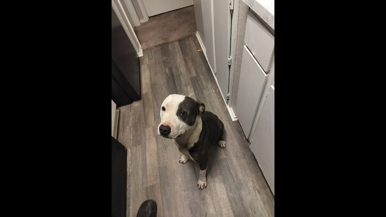 West Dallas 214-Korby, did not want to move out of my DJ Room.