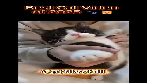 Best Cat Video of 2025 🐾😻