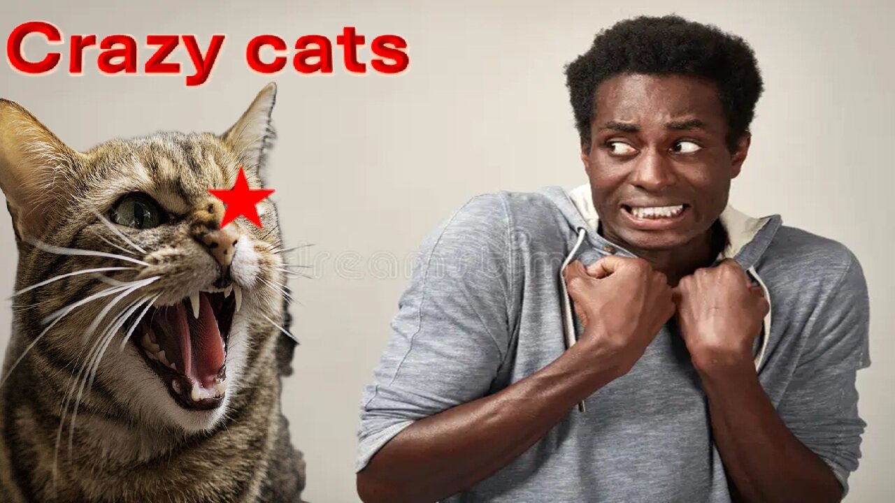 When your cat makes you angry😡😂