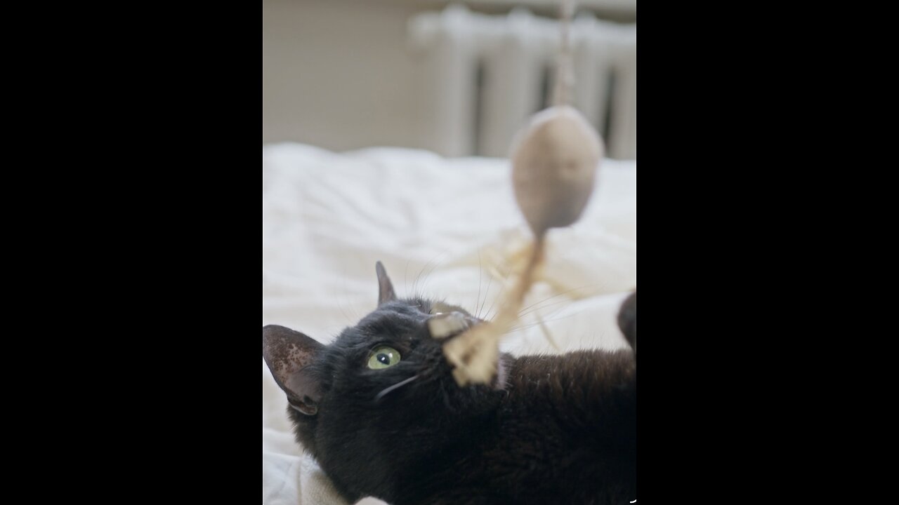 Playful Black Cat Goes Wild With Toy! 🐾😂