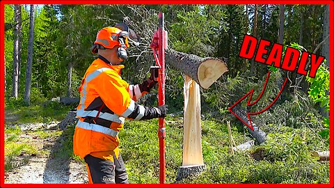 Avoid These Most Common Tree Felling Mistakes