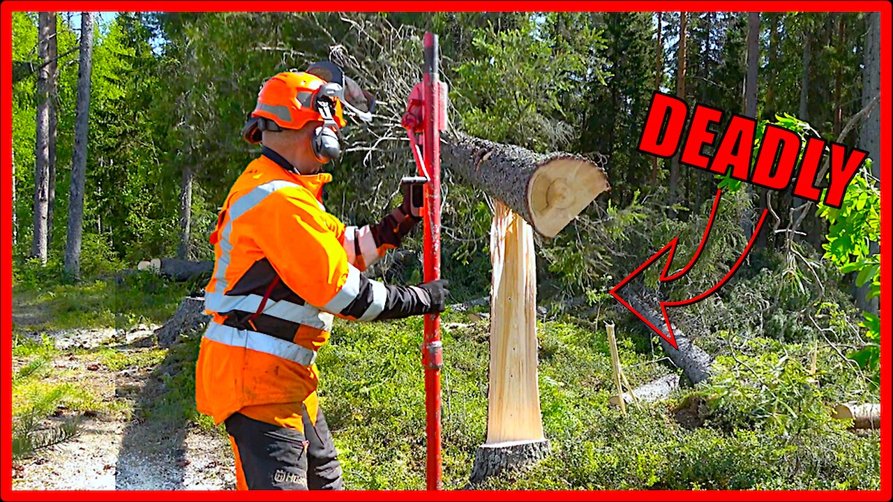 Avoid These Most Common Tree Felling Mistakes