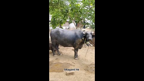 Animals Action