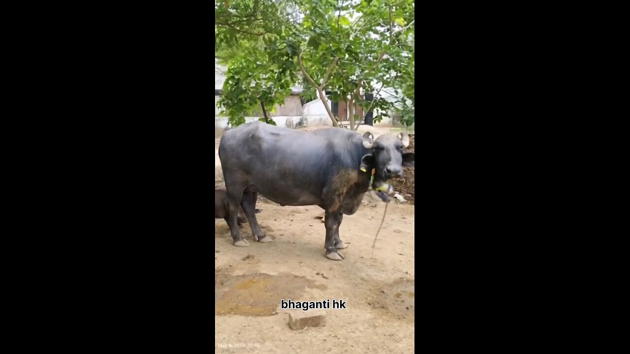 Animals Action