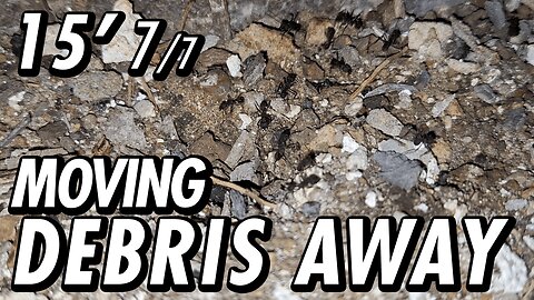ASMR | Ants working under a richly varied symphony of city sounds at night - 15' 7/7