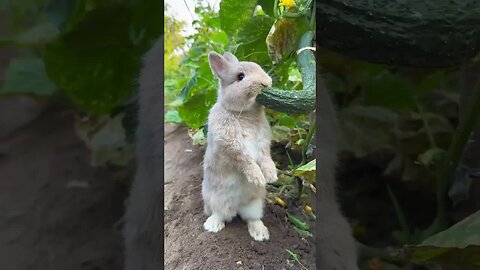 A big-faced rabbit gnaws on a cucumber and is cute. Rabbit’s cute pet debut plan
