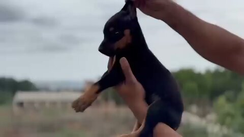 Pet puppy