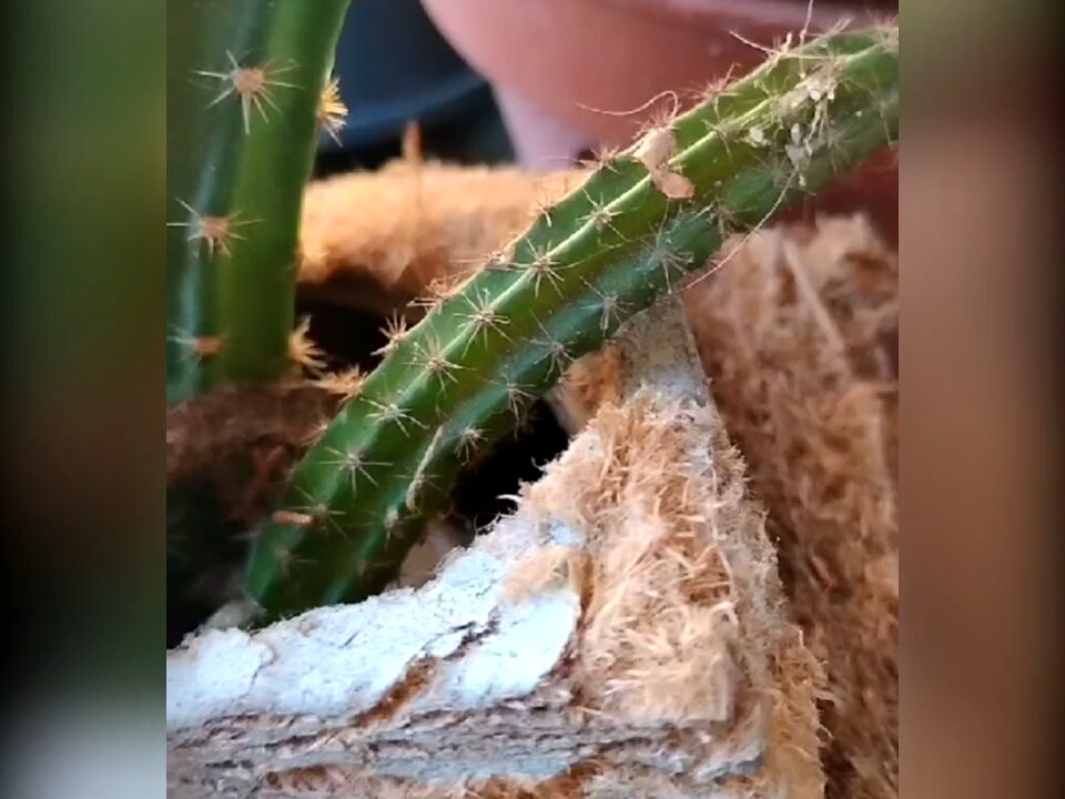 Why Does It Grow Like This