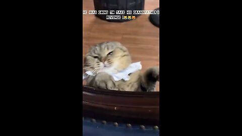 This Cat Swore Revenge… And What He Did Will SHOCK You! 😼🔥🐾