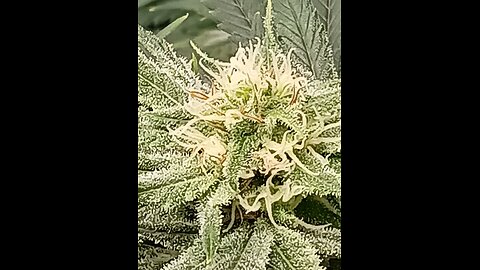 Wedding cheesecake week 13 day 6