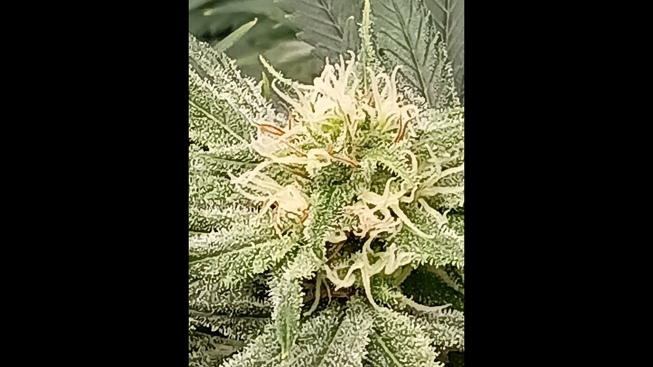 Wedding cheesecake week 13 day 6