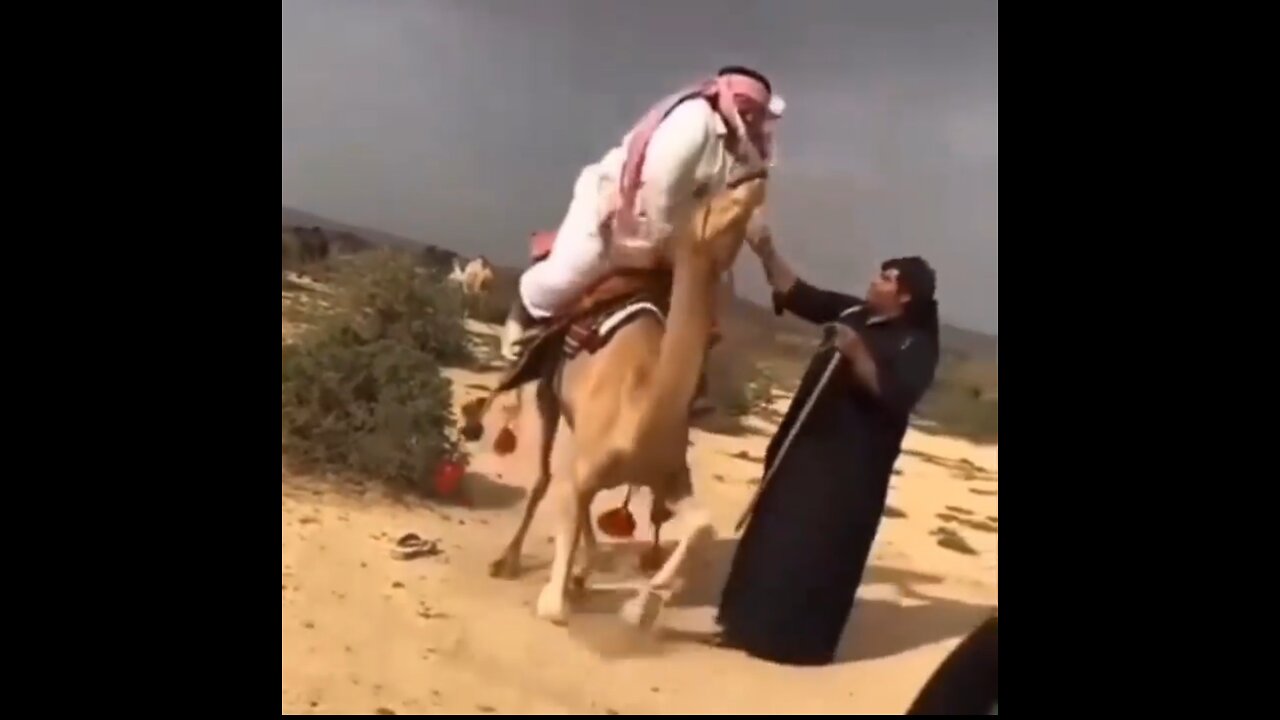 😂 When the Camel Says “Not Today!” 🐪 #funnyanimals