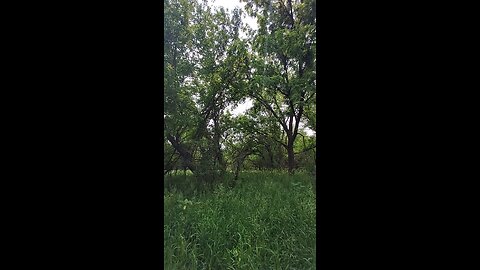 Cardinal & birds singing