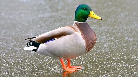 Male Arctic Mallard Duck Drakes on the Ice