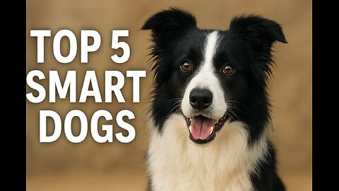Top 5 Smart Dogs