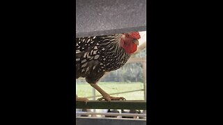 Chicken News Report: July 4th!