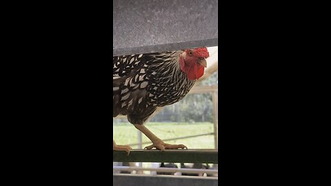 Chicken News Report: July 4th!