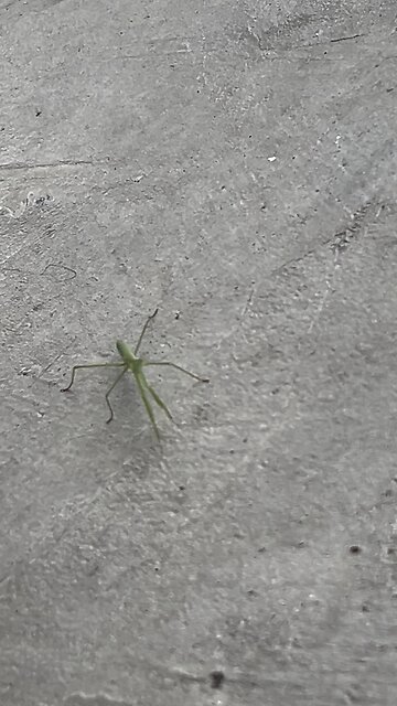 Ep. 443 "Prayer" by Patrick Henry The Batman