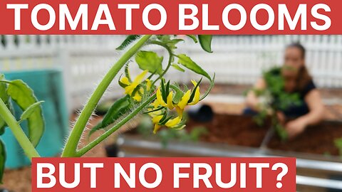 Tomato Blooms But No Fruit | Gardening 101