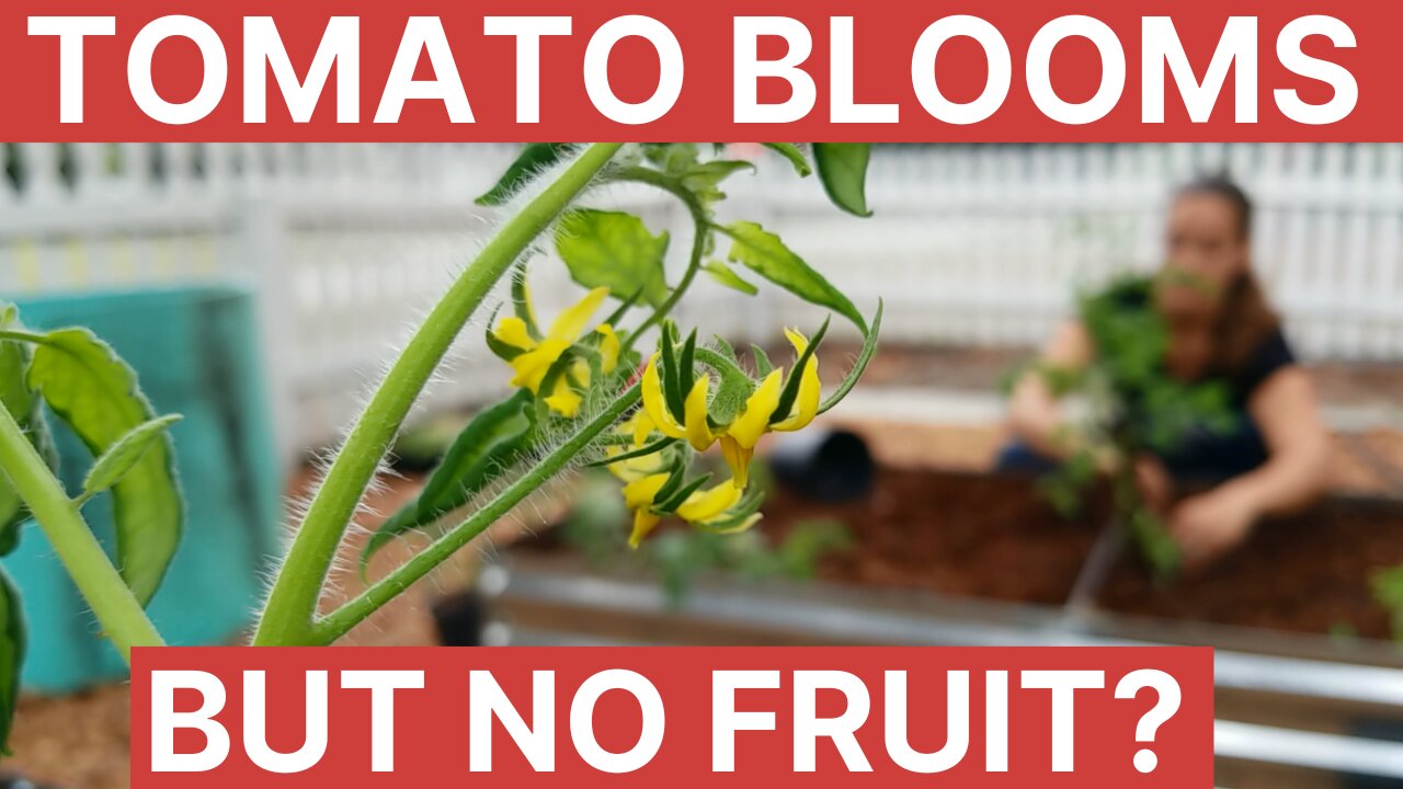Tomato Blooms But No Fruit | Gardening 101