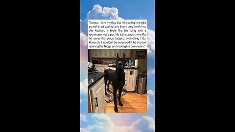 Massive Dog Acts Like He Owns The House