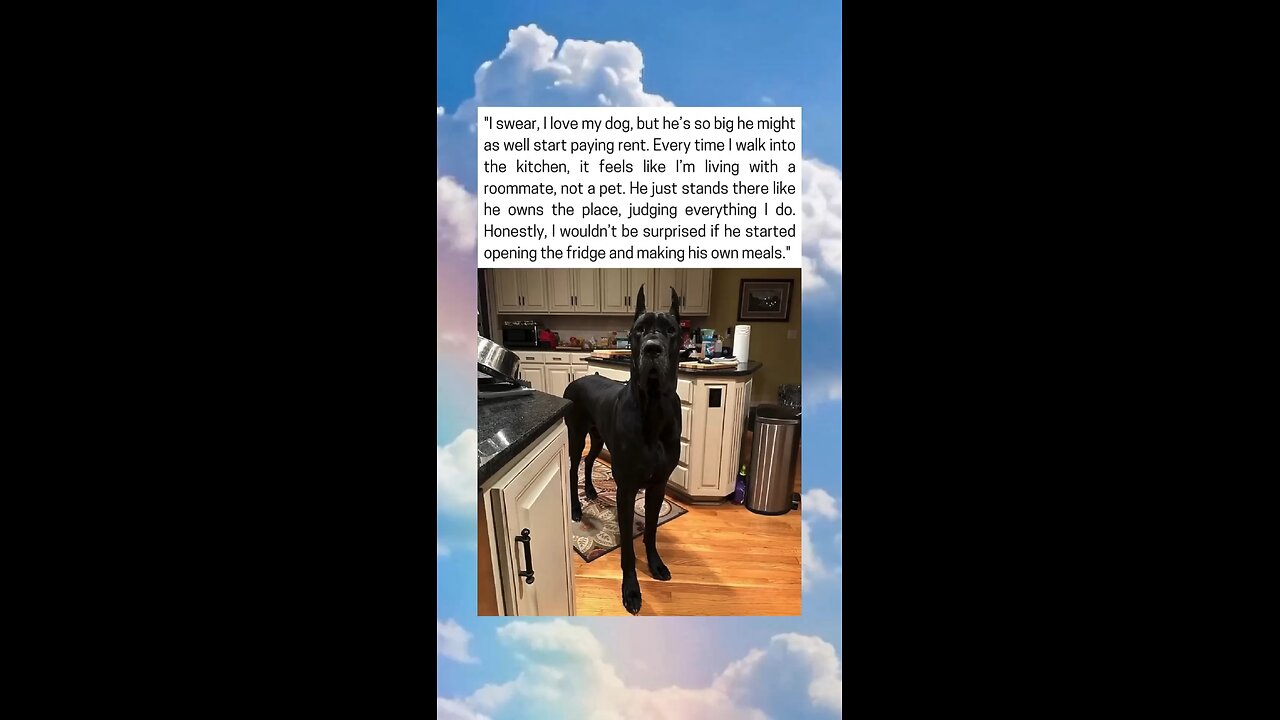 Massive Dog Acts Like He Owns The House