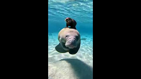 Funny video you ever seen 💖👍