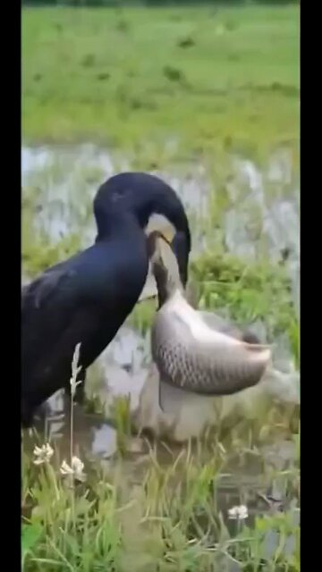 Corrupt politicians eat the same w