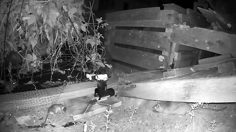 A24 Rat Trap: The Leaf-Cutter Rat Triplets (plus cousin!) and the Possum Family: A Circle of Life