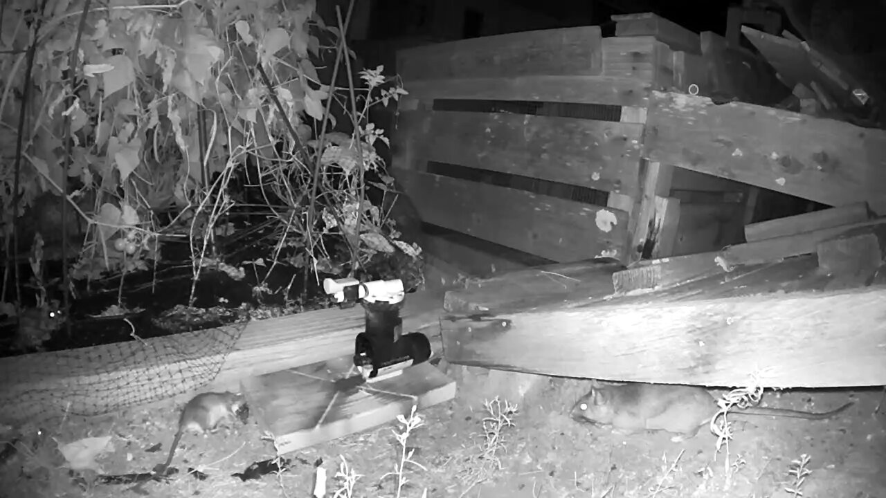 A24 Rat Trap: The Leaf-Cutter Rat Triplets (plus cousin!) and the Possum Family: A Circle of Life