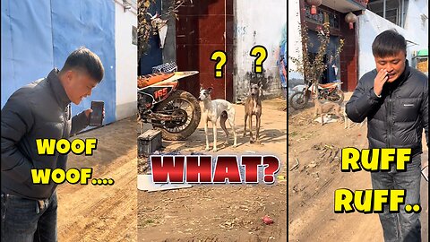 Black Side Wins Again 👏 Bringing Glory to All! | Man Leaves Dogs Confused 🐶 | Original Funny Video