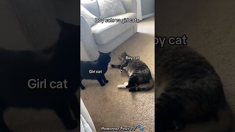 Warning: This Video Will Make You LOL!