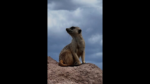 2026 and the WHITE HATS …?