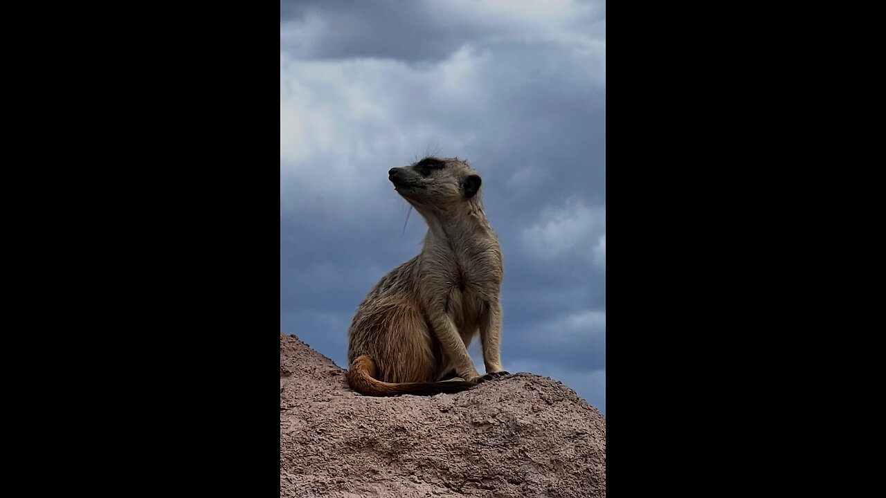 2026 and the WHITE HATS …?