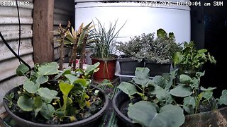 Seedling Timelapse Ending 28-07-2025