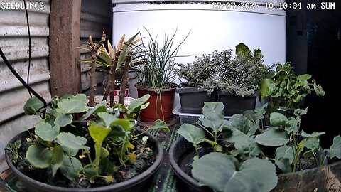 Seedling Timelapse Ending 28-07-2025