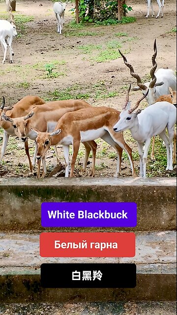 A symbol of purity and wild elegance. #WhiteBlackbuck #IndianWildlife